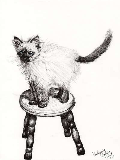 Pudsquiz Belina by Vincent Alexander Booth